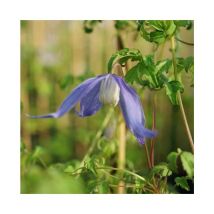 Clématite des Alpes - clematis alpina 3L