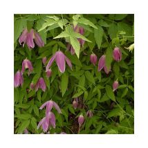 Javoy Plantes - Clématite des Alpes 'Ruby' clematis alpina 3L - 90/120cm