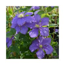 Clématite 'Général Sikorski' - clematis 3L