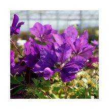 Clématite 'Gipsy Queen' - clematis 3L