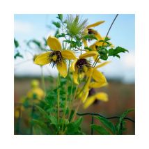Clématite 'Golden Tiara ' ('Kugotia') - clematis orientalis 3L