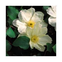 Clématite 'Guernsey Cream' - clematis 3L