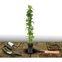 Clématite h f Young/Pot de 3L