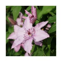 Clématite 'Hagley Hybrid' - clematis 3L