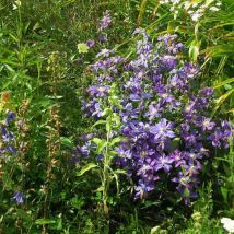 Clématite integrifolia Arabella/Pot de 1,5L