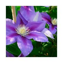 Javoy Plantes - Clematite jackmanii 'Barbara Jackman' - clematis 3L