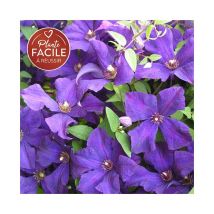 Clématite 'Jackmanii' - clematis 1,5L