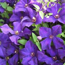 Clématite 'Jackmanii' (Clematis 'Jackmanii')