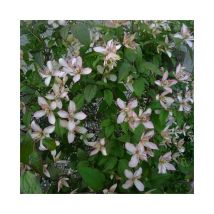 Clématite 'Marjorie' - clematis montana 3L