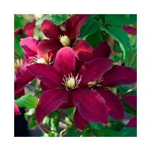 Clématite 'Niobe' - clematis 3L