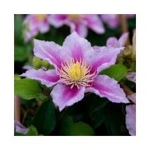 Clématite 'Piilu' - clematis 1,5L