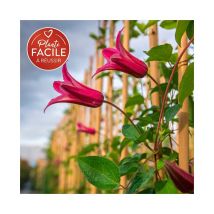 Javoy Plantes - Clématite 'Princess Diana' - clematis texensis 3L