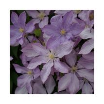 Clématite Proteus à grandes fleurs doubles mauve 3L