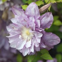 Clématite Proteus/Pot de 2L