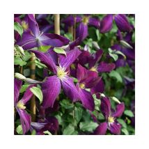 Clématite Purpurea 'Zojapur' - clematis jackmanii 3L