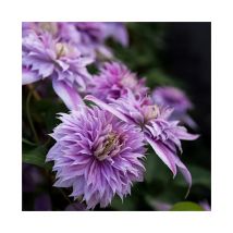 Javoy Plantes - Clématite Regal 'Josephine' ('Evijohill') - clematis 3L