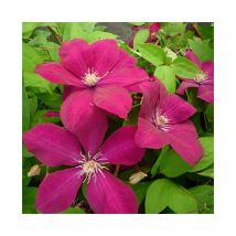 Clématite 'Rouge Cardinal' - clematis 3L - 90/120cm