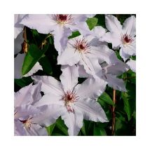 Clématite Snow Queen clematis 3L - 90/120cm