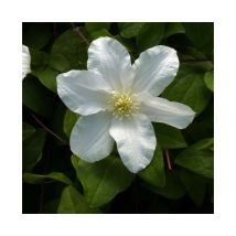 Javoy Plantes - Clématite 'Sylvia Denny' - clematis 3L - 90/120cm