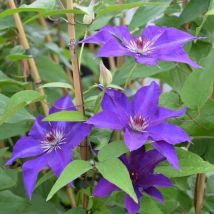 Clématite 'The President' (Clematis 'The President')