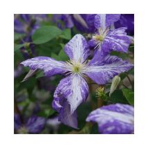 Javoy Plantes - Clématite 'Tie Dye' clematis jackmanii 3L - 90/120cm
