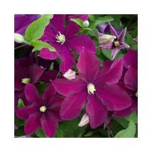 Clématite 'Warszawska Nike' - clematis 3L