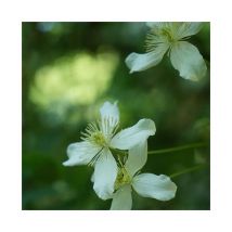 Javoy Plantes - Clématite 'Wilsonii' - clematis montana 3L - 90/120cm