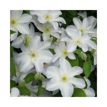 Javoy Plantes - Clématite 'Yukikomachi' - Clematis 3L - 90/120cm