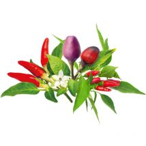 Smart garden refill 9-PACK chili pepper mix PPMCPX9 - Click And Grow