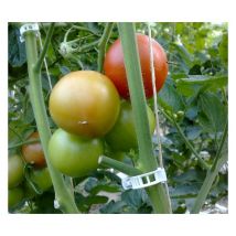 Lot de 1000 clips tomate