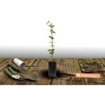 Clématite Baltyk/Pot de 1,5L