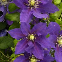 Clématite Chevalier 'Evipo040'/Pot de 3L