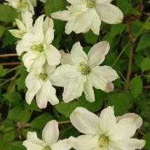 Plantes Avenue - Clématite montana Starlet White Perfume 'fpdw2009/Pot de 3L