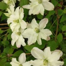 Clématite montana Starlet White Perfume 'fpdw2009/Godet