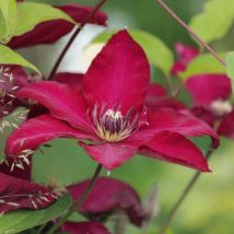 Clématite 'Niobe'