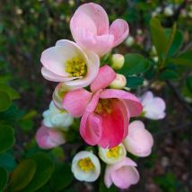Cognassier du Japon 'Flocon Rose' (Chaenomeles Superba 'Flocon Rose')