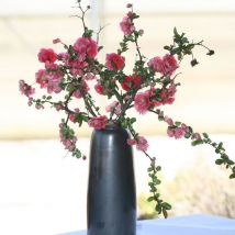 Cognassier du Japon Pink Storm /Pot de 3L