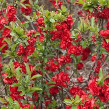 Cognassier du Japon Scarlet Storm /Pot de 3L