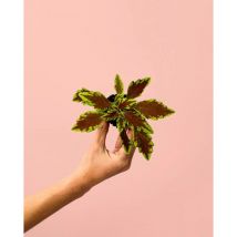 Cóleo Wizard Fusion Mini Plantas Naturales Interior Pur Plant