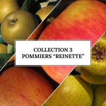 Collection 3 Pommiers 'Reinette'