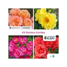 Collection 4 Rosiers Kordes en godet