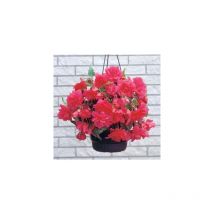 BEGONIA PENDULA CASCADES - ROSE FILET DE 3 BULBES - Fleurs denses