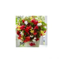Collection Begonias Pendula Cascades - Bulbes