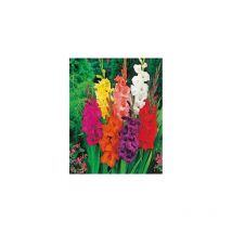 Glaieul - mauve 10 bulbes - Bulbes