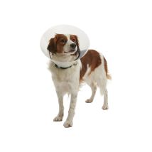 Kruuse - Collier Isabeline Transparent Buster Cliquez, 12,5 Cm, Chiens De 5 10 Kg, 1 Ud