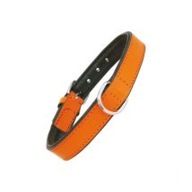 Collier pour Chien Gloria Rembourré Orange (30 x 1,5 cm)