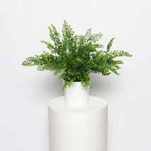 Composizione cespuglio Adiantum Capelvenere u.v.r. con vaso ceramica vari colori - Bianco