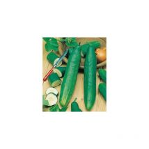 Concombre marketmore bio - Graines biologiques - 3 g