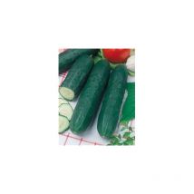 CONCOMBRE VERT LONG ANGLAIS EPINEUX - graine