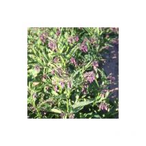 Consoude officinale Purpureum | Conditionnement: Lot de 5 godets